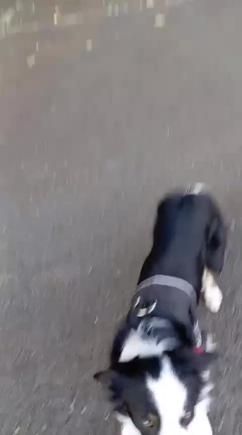 Border Collie dogs for stud: Buddy in Cardigan - Video 1
