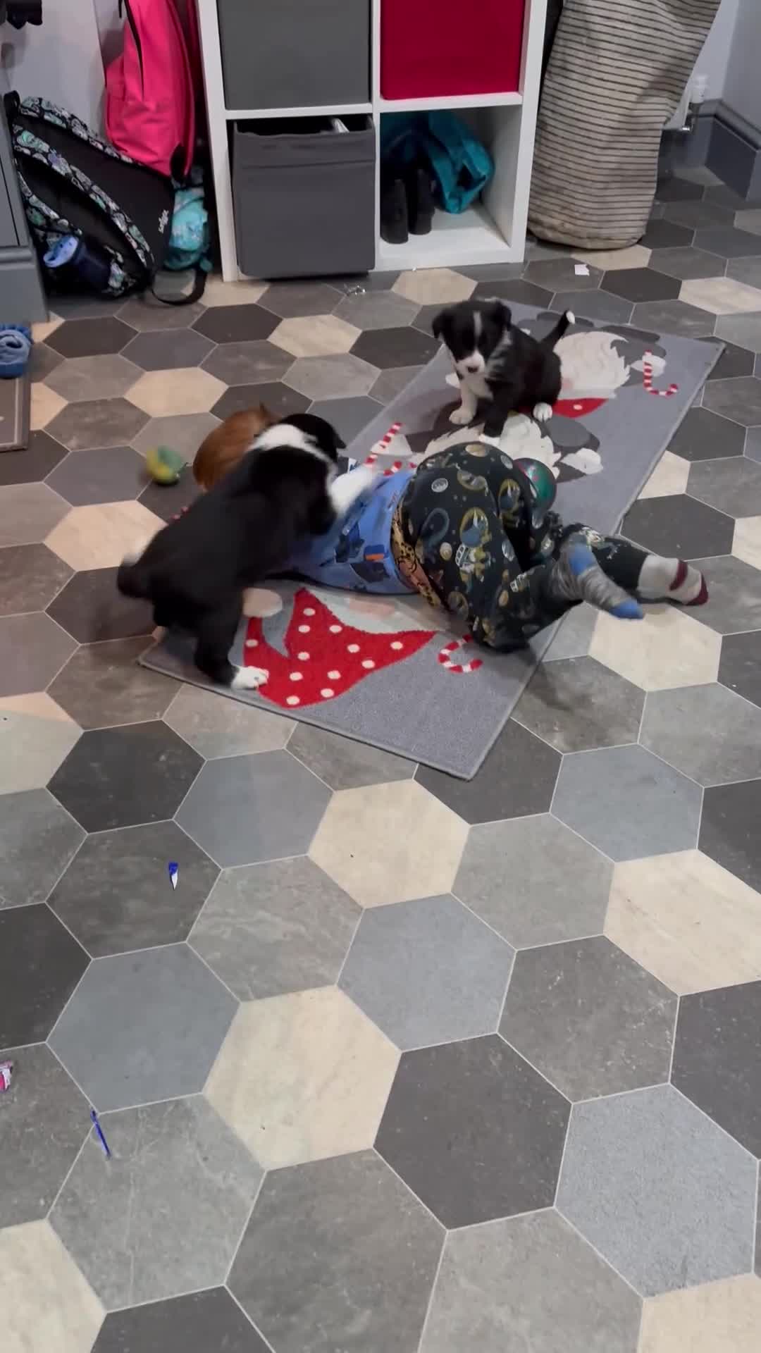 Border Collie dogs for sale: Border collie puppies - Video 1