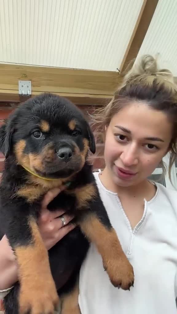 Rottweiler dogs for sale: Outstanding litter of True Type Rottweilers  - Video 2