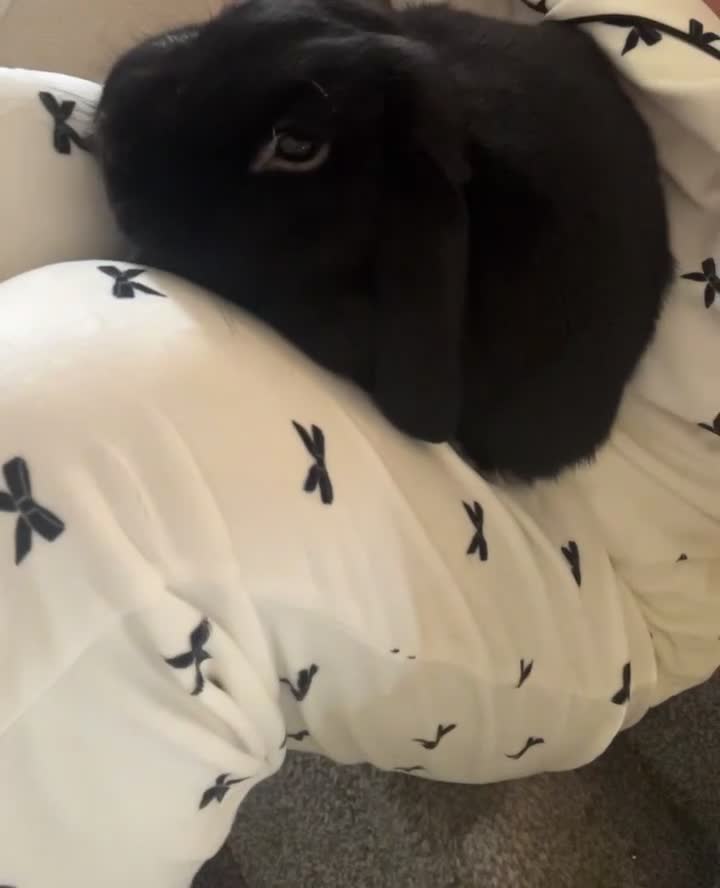 French Lop rabbits for sale: 29 month old (lop) male rabbit - Rex in Blackburn - Video 2