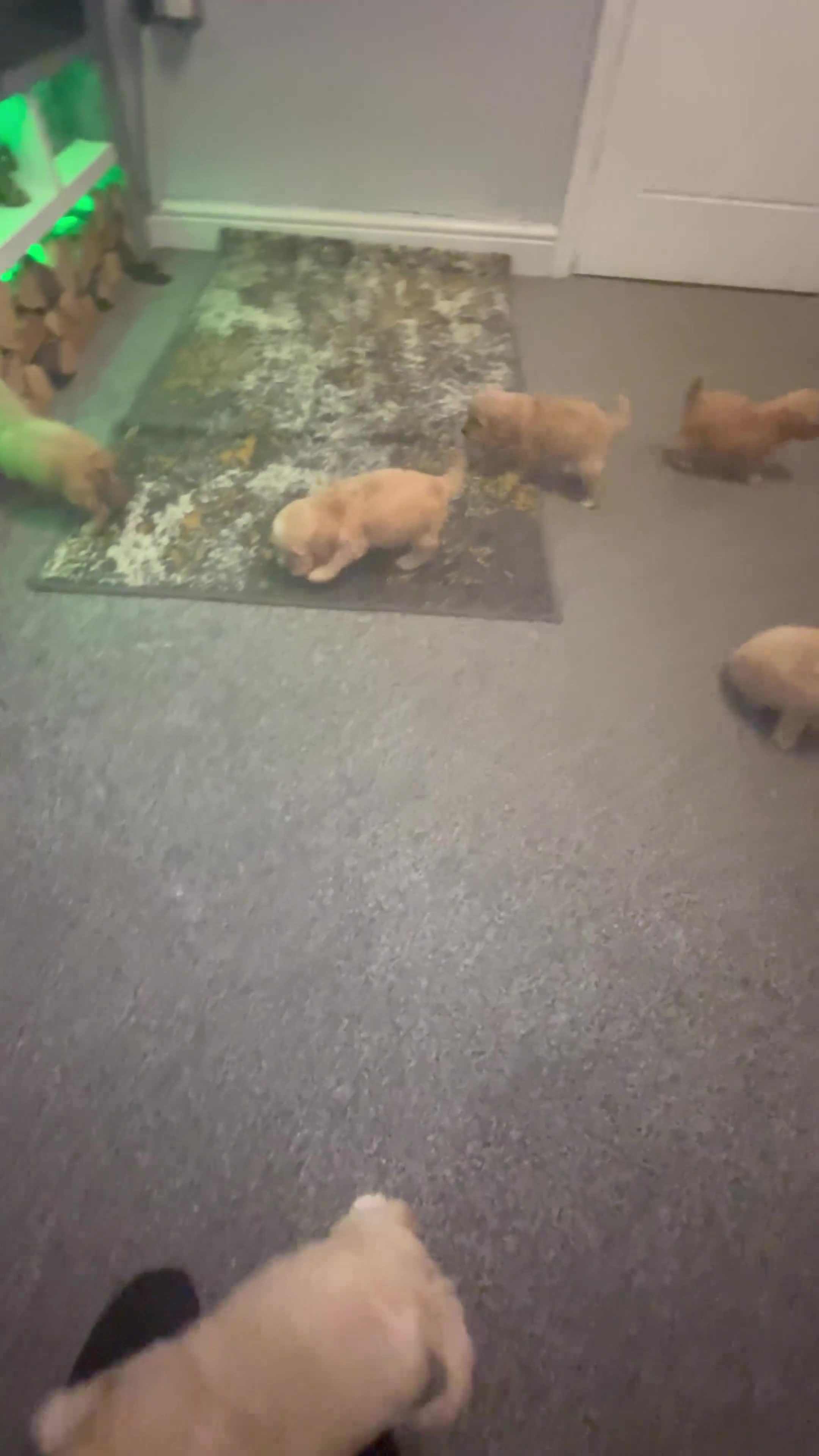 Cavapoochon dogs for sale: Stunning Cavapoochon puppies  - Video 1