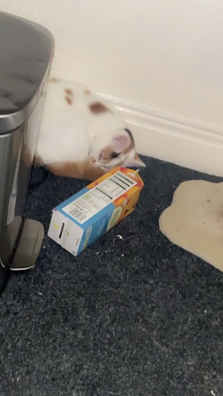 Domestic Shorthair cats for sale: Meet Nala – Your New Furry Best Friend! - Video 1