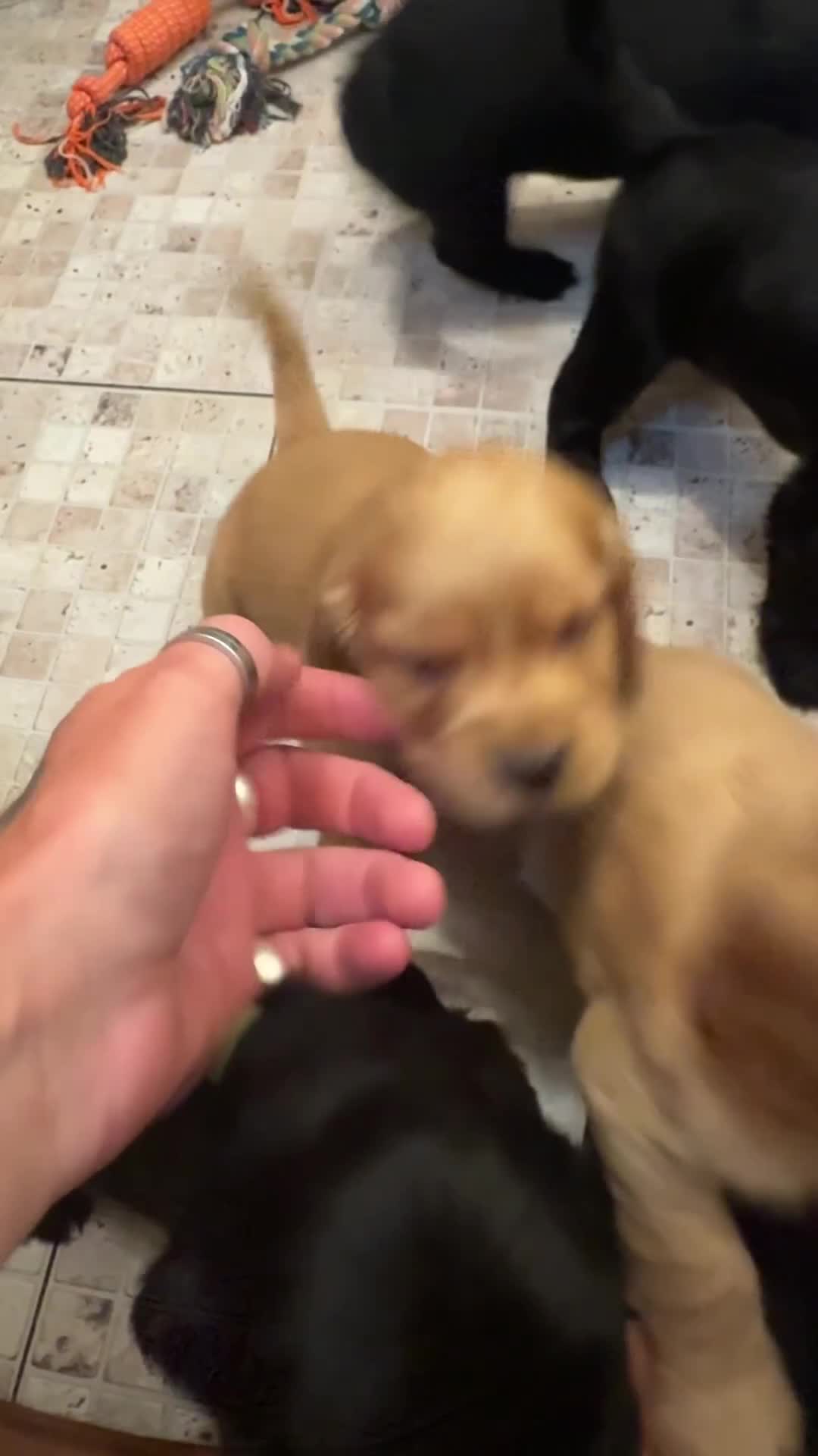 Sprocker dogs for sale: Cocker spaniel pups  - Video 1