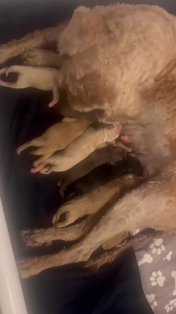 Labradoodle dogs for stud: ✨Proven Australian Labradoodle🌟 - Video 1