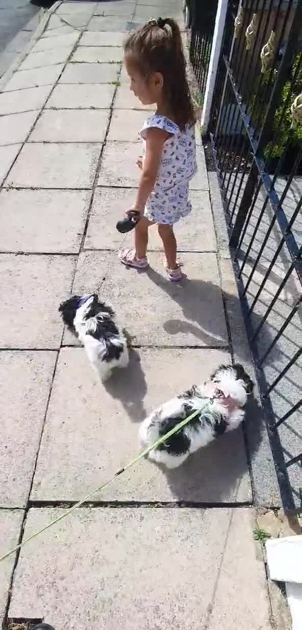 Havanese dogs for sale: 9,2 left!Purebred Havanese Full vaccinated,chipped - Video 2
