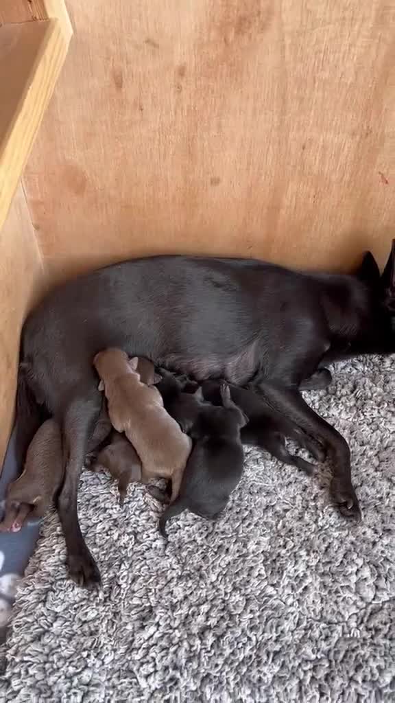 Chihuahua dogs for sale: Short Haired Chihuahua Apple Head KC Reg Puppies - Video 2