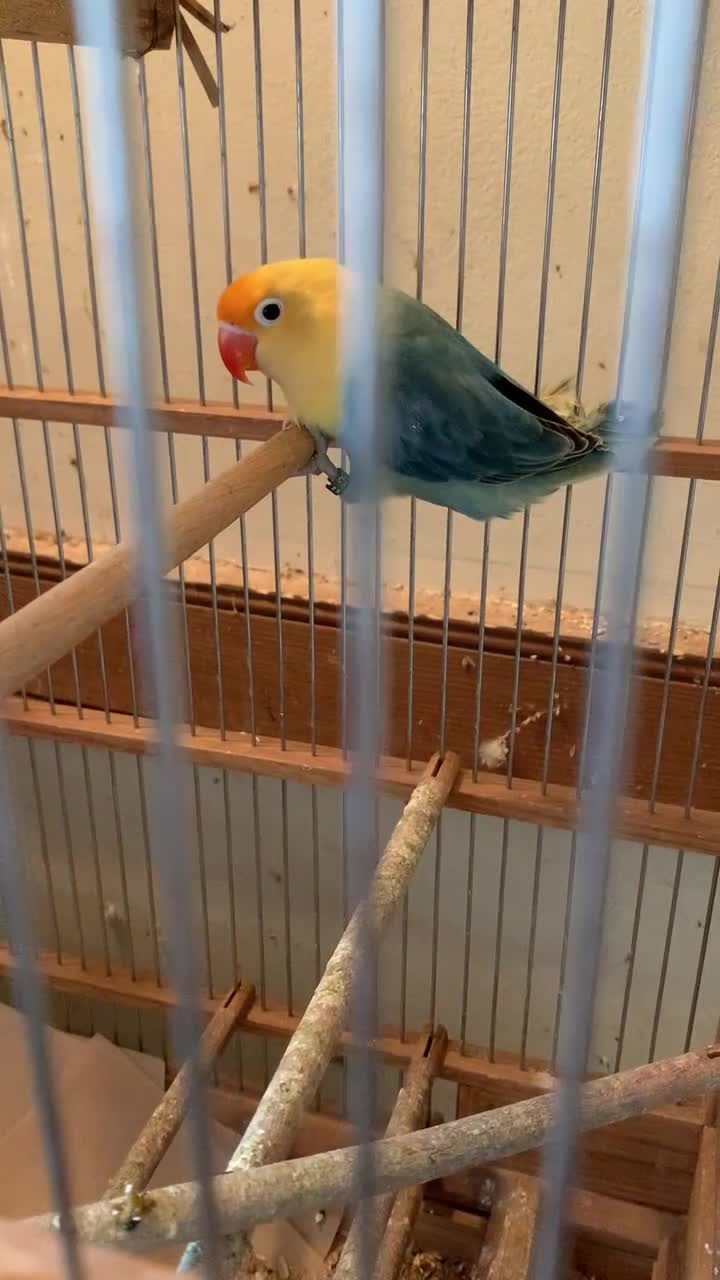Lovebirds birds for sale: Fischer lovebird aqua blue opaline hen nr pershore - Video 1