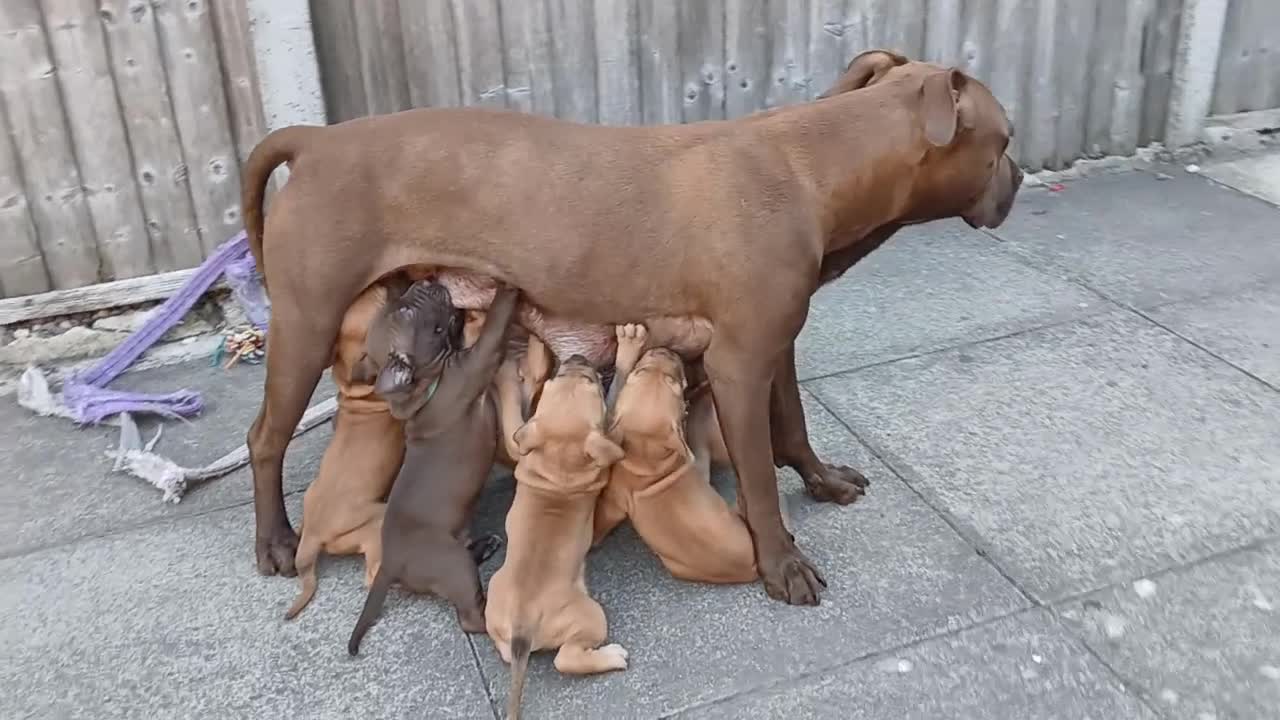 American Bull Staffy dogs for sale: American bull - Video 4