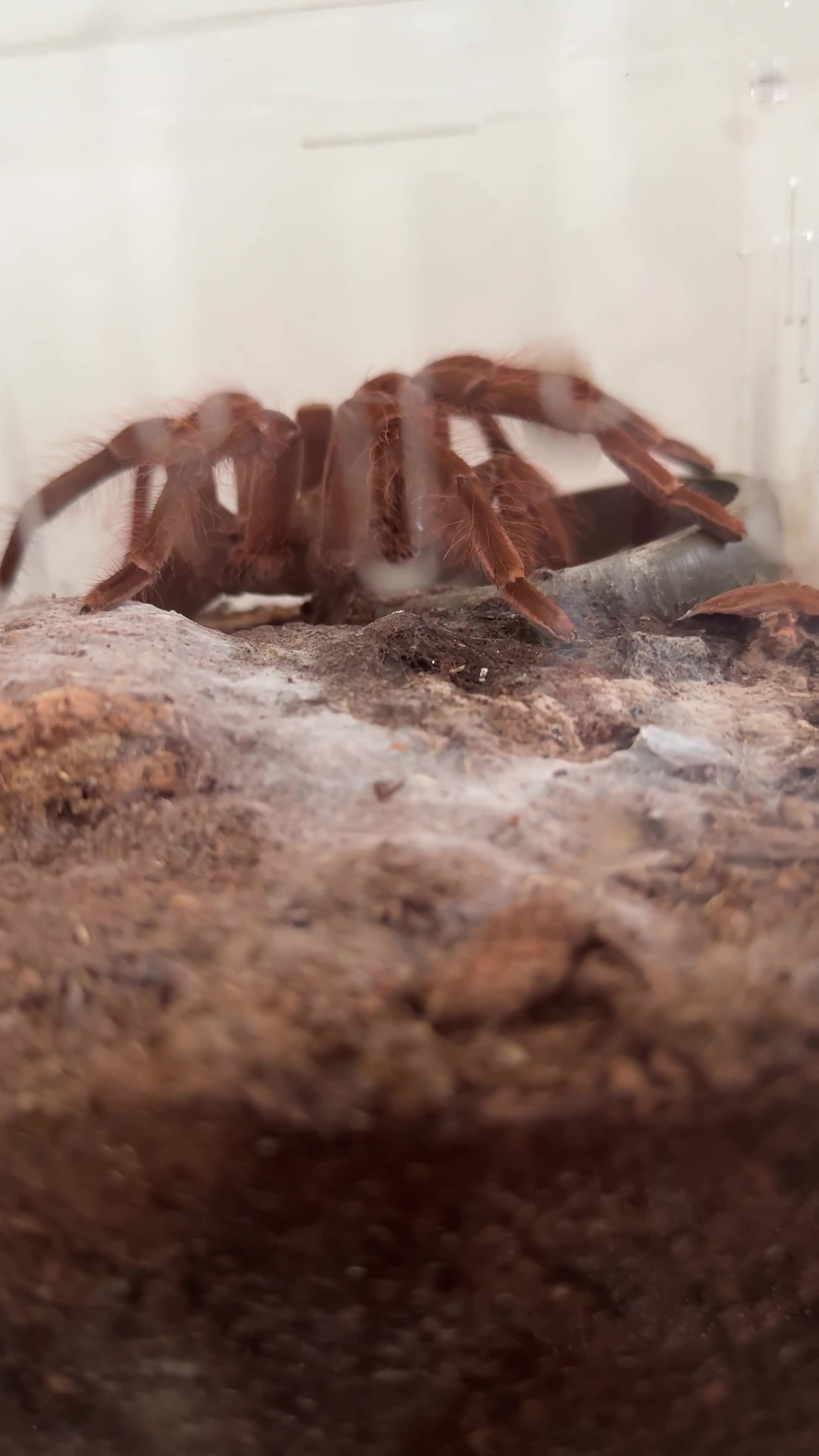 Tarantulas invertebrates for sale: Adult Female Theraphosa Blondi + enclosure  - Video 1
