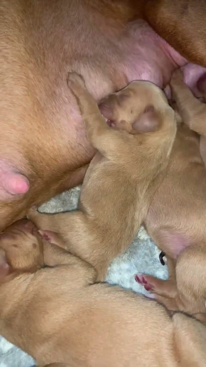 Hungarian Vizsla dogs for sale: Stunning KC registered Hungarian Vizsla Puppies  - Video 1