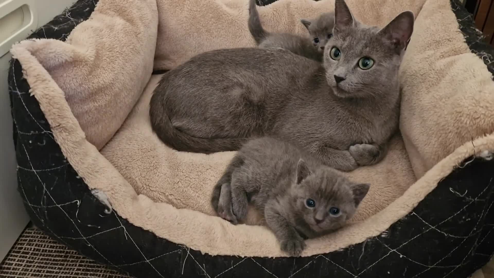Russian Blue cats for sale: Russian Blue female kitten - Last one - Video 4