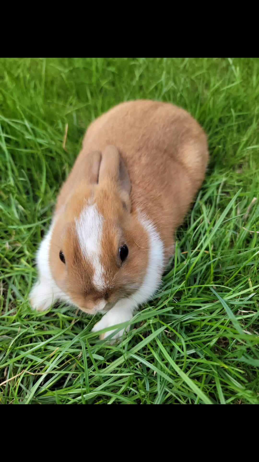 Netherland Dwarf rabbits for sale: 3 sweet Netherland Dwarfs  - Video 1