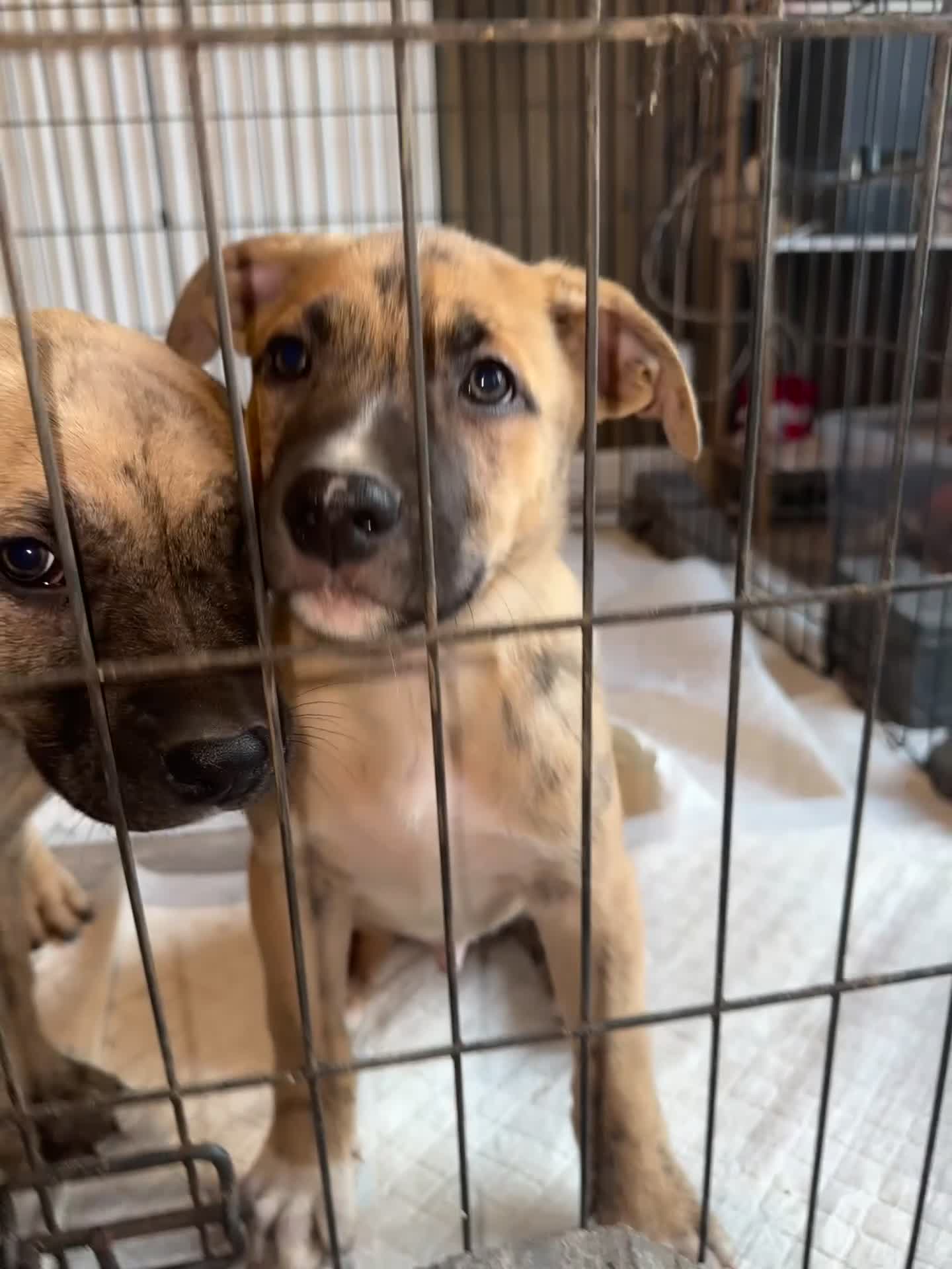 Mixed Breed dogs for sale: Bullherder Puppies  in Bishopton - Video 3