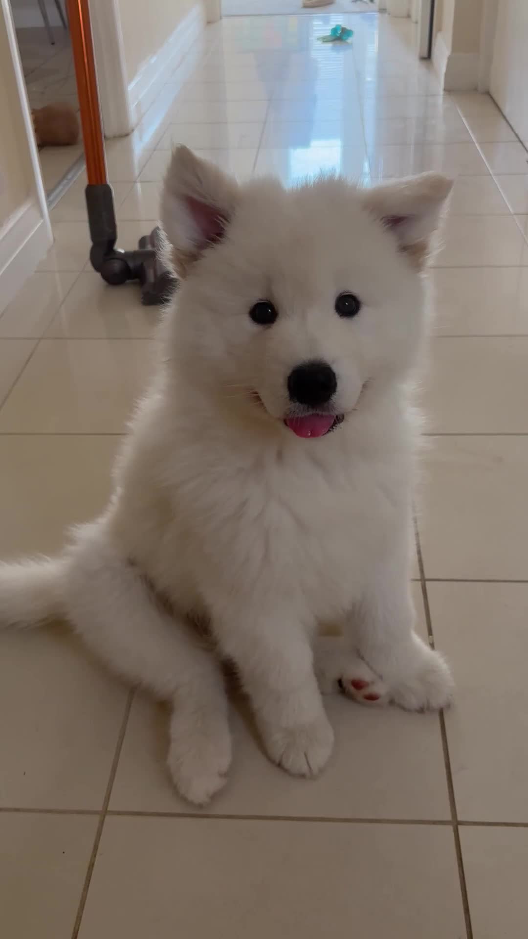 Samoyed dogs for sale: Adorable Samoyed male puppy  - Video 1