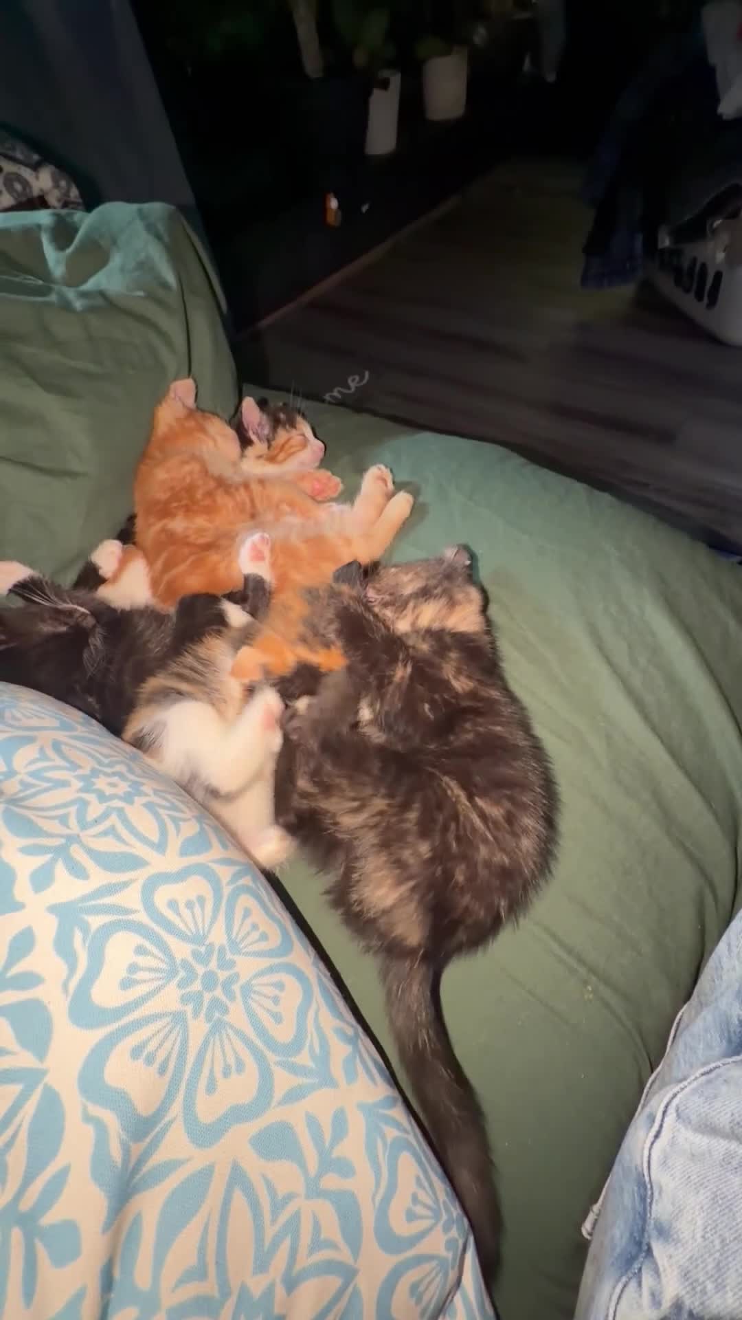Domestic Shorthair cats for sale: 2 baby tortioushell kittens left - Video 1