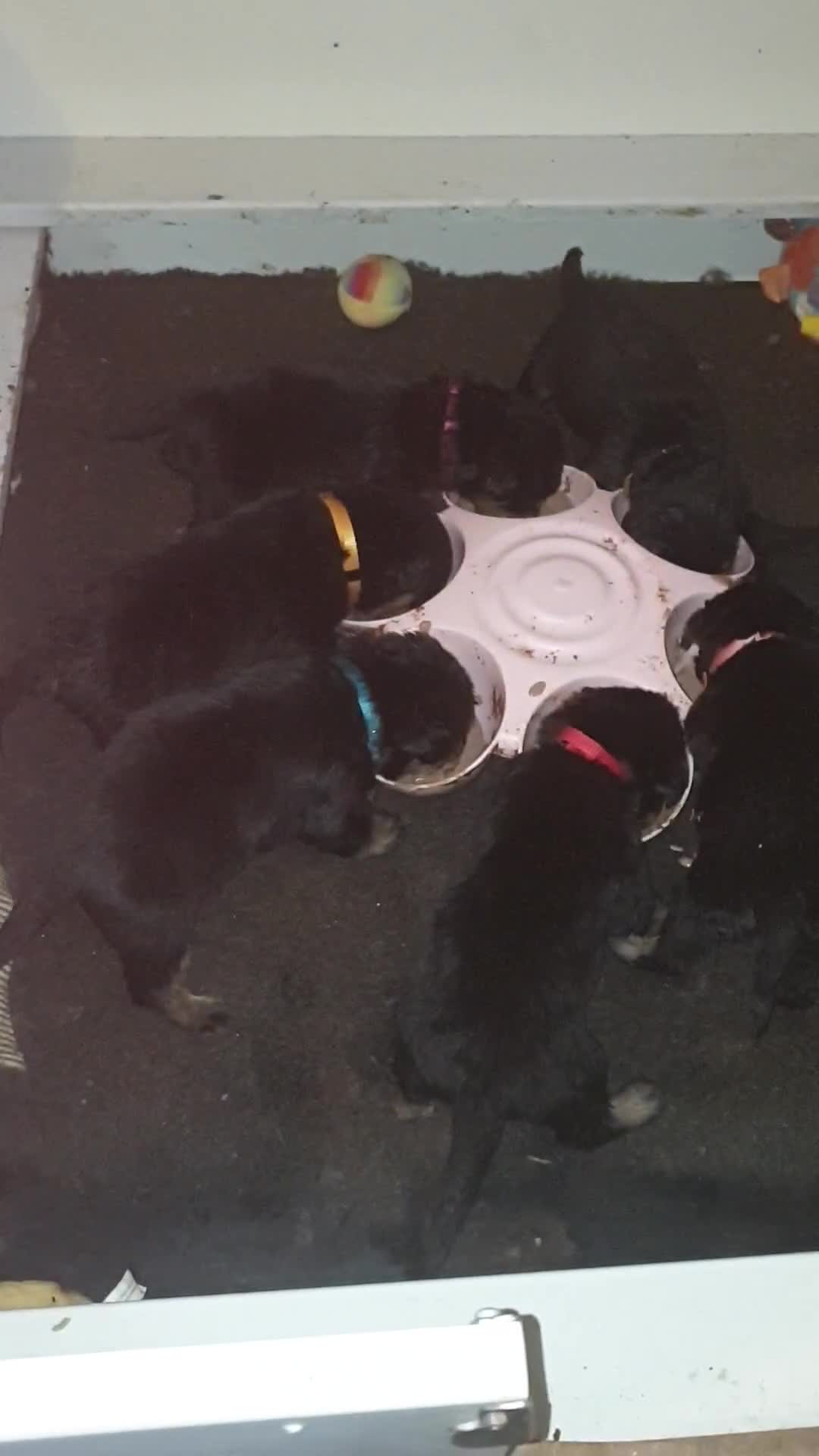Rottweiler dogs for sale: Chunky big boned rottweilers  - Video 2