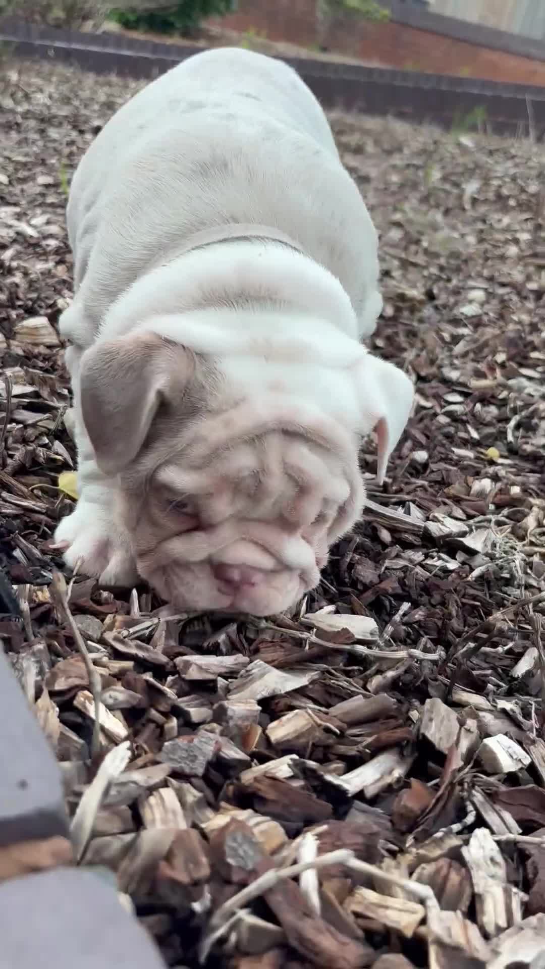 English Bulldog dogs for sale: 1mr muscle girl left reduced £2000 kc 9week old - Video 1