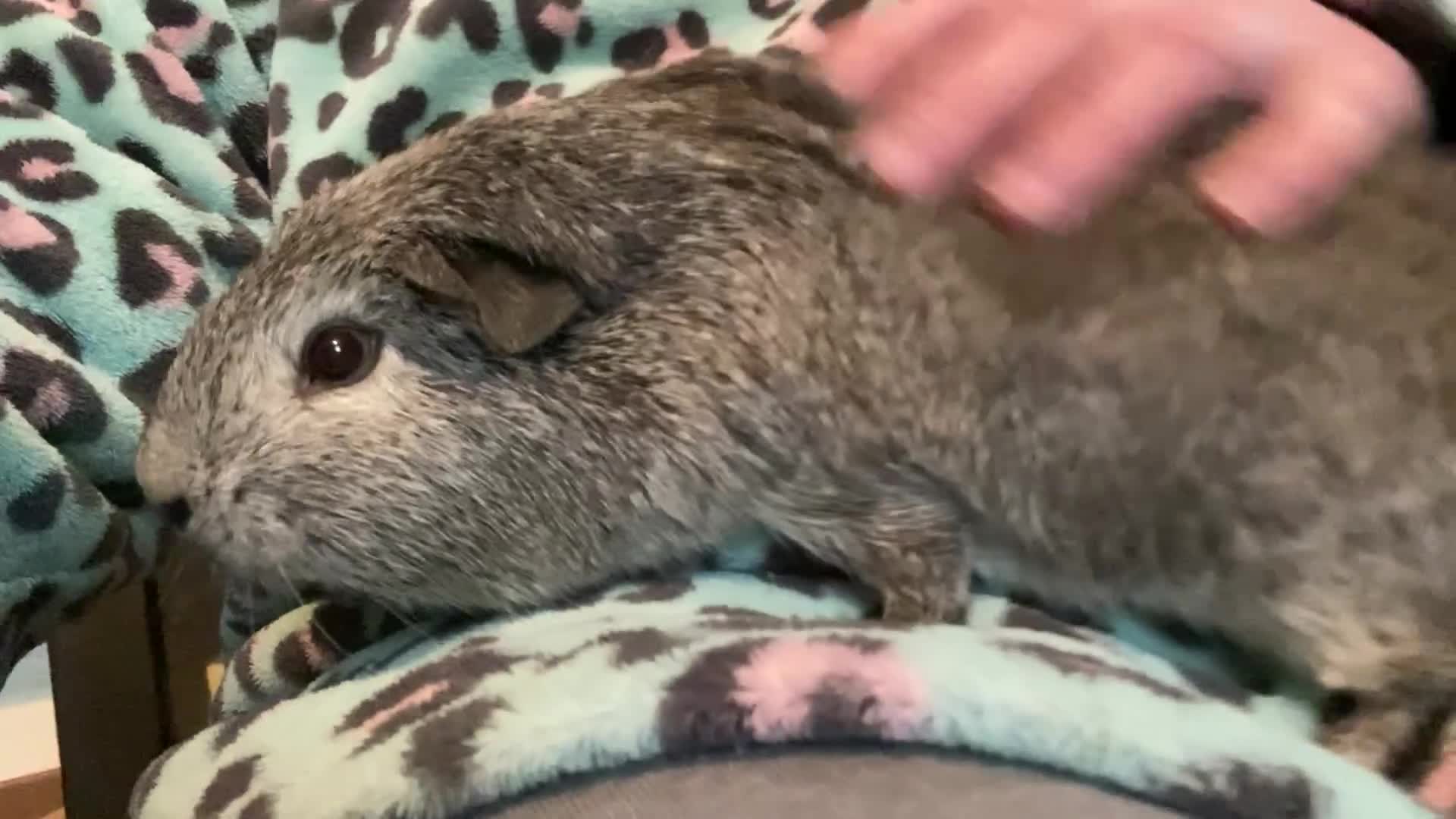 Guinea Pig rodents for sale: Gorgeous guinea pigs - Video 1