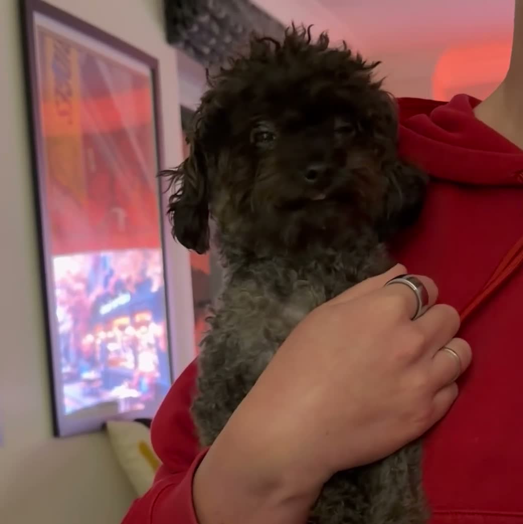 Toy Poodle dogs for sale: Tiny Sable Asian Toy Poodle - 2kg - Video 5