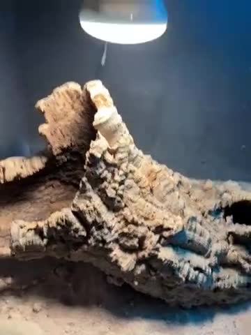 Bearded Dragon reptiles for sale: Bearded dragon  in York - Video 2