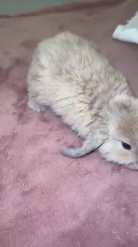 Mini Lop rabbits for sale: 4 gorgeous mini lop bunnies for sale  - Video 3