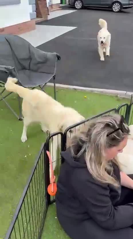 Golden Retriever dogs for sale: Kc registered health tested parents  - Video 1