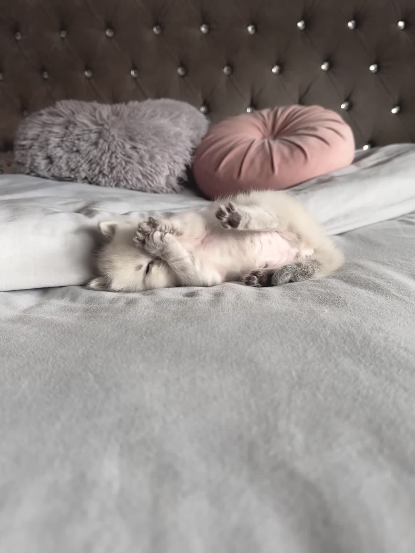Ragdoll cats for sale: Champion blood dilute blue tabby ragdoll kitten - Video 2