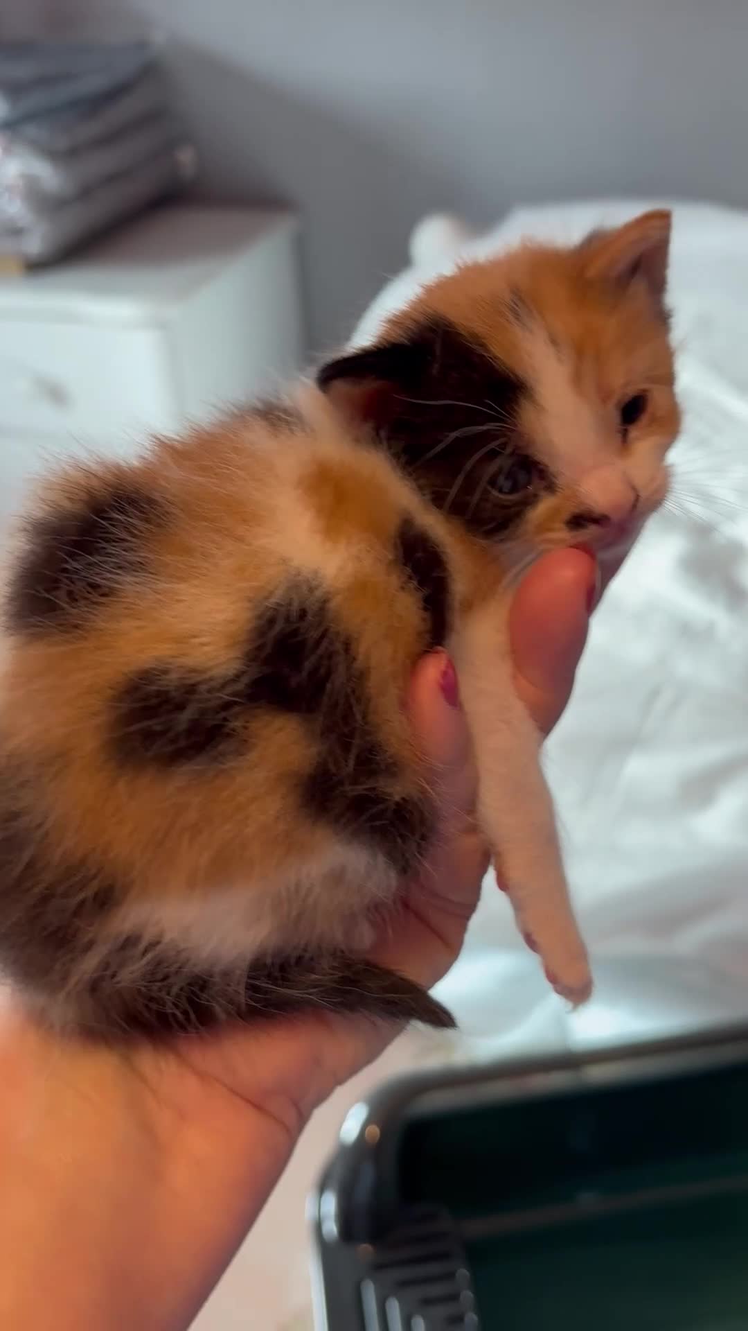 Mixed Breed cats for sale: Three calico kittens  - Video 1