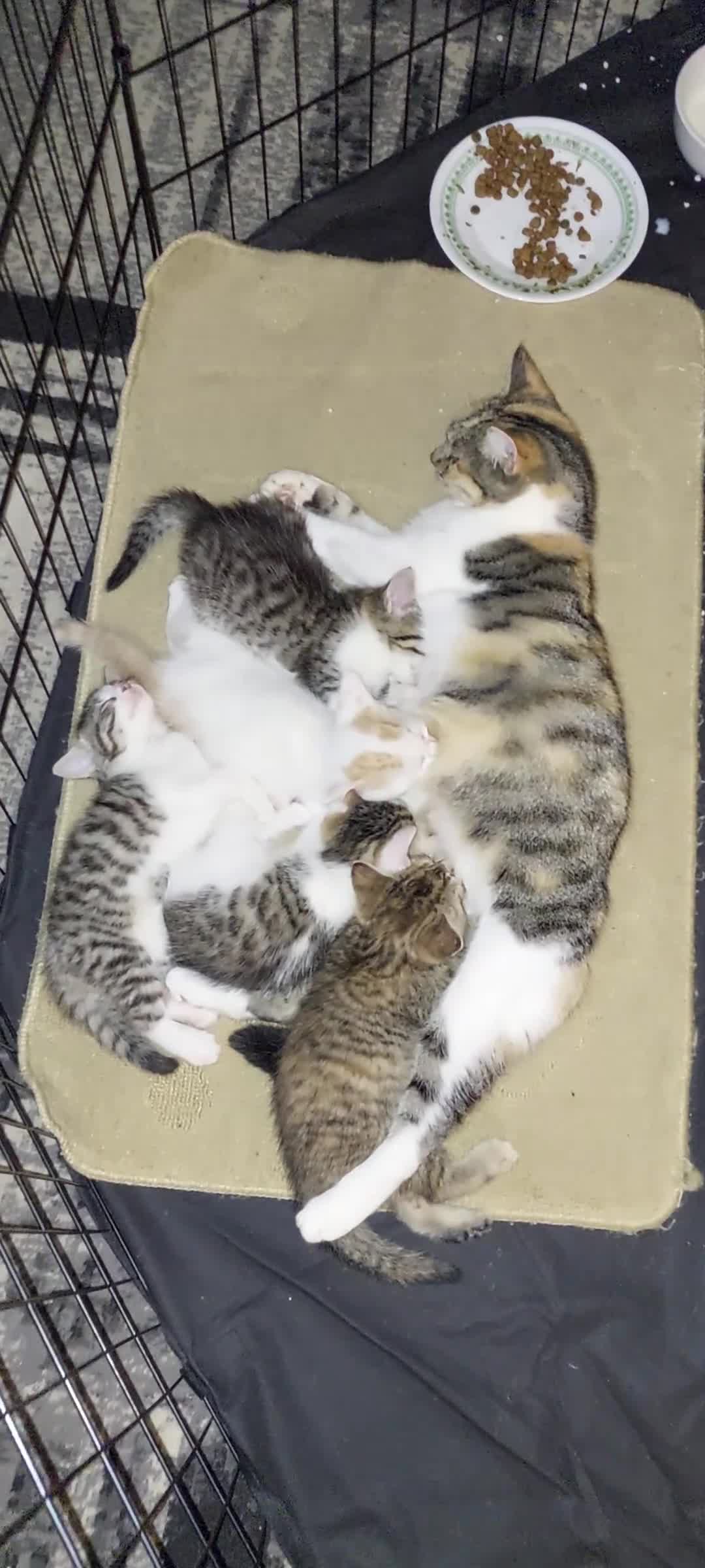 Mixed Breed cats for sale: 5 beautiful kittens female - Video 1