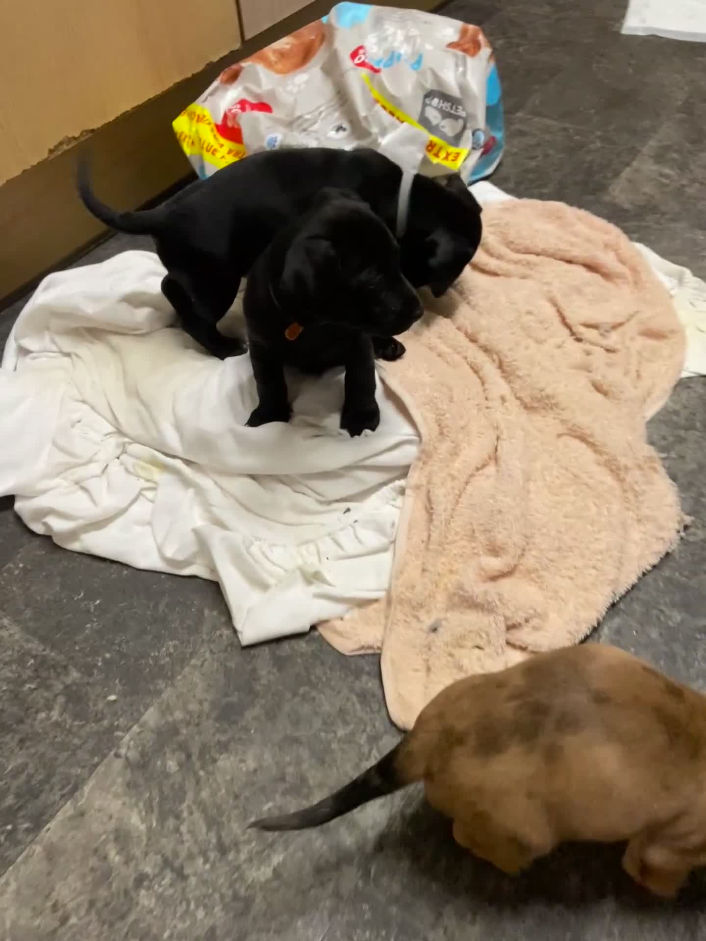 Mixed Breed dogs for sale: Dachshund cross Patterdale - Video 1