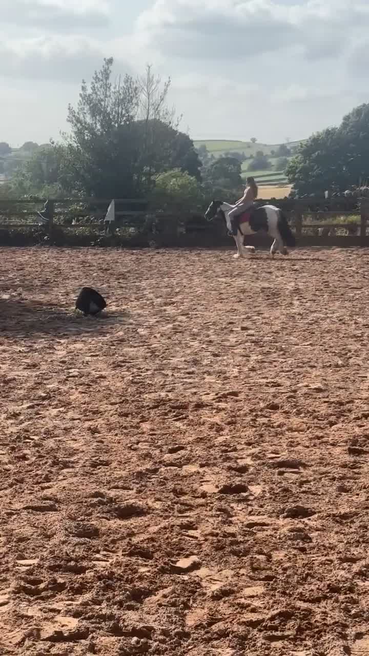 Irish Cob horses for sale: 13.2hh cob mare 4 years old.  - Video 2