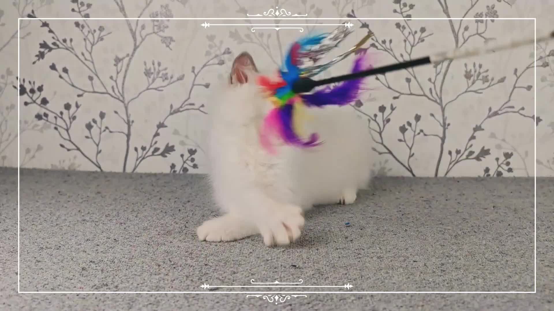 Ragdoll cats for sale: Regional Winner READY TO Go LAST BOY AND GIRL - Video 3