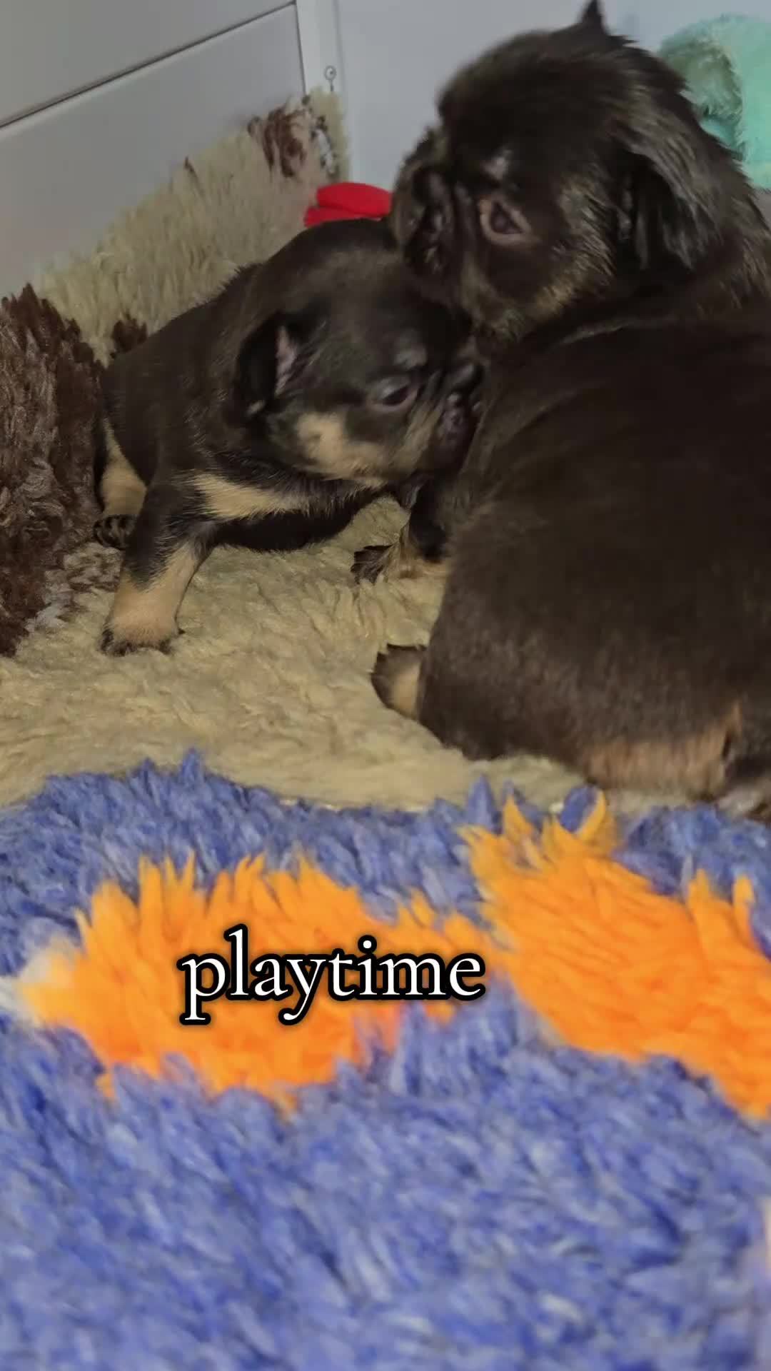 French Bulldog dogs for sale: ⭐️ QUALITY FRENCH BULLDOG PUPPIES ⭐️ - Video 2