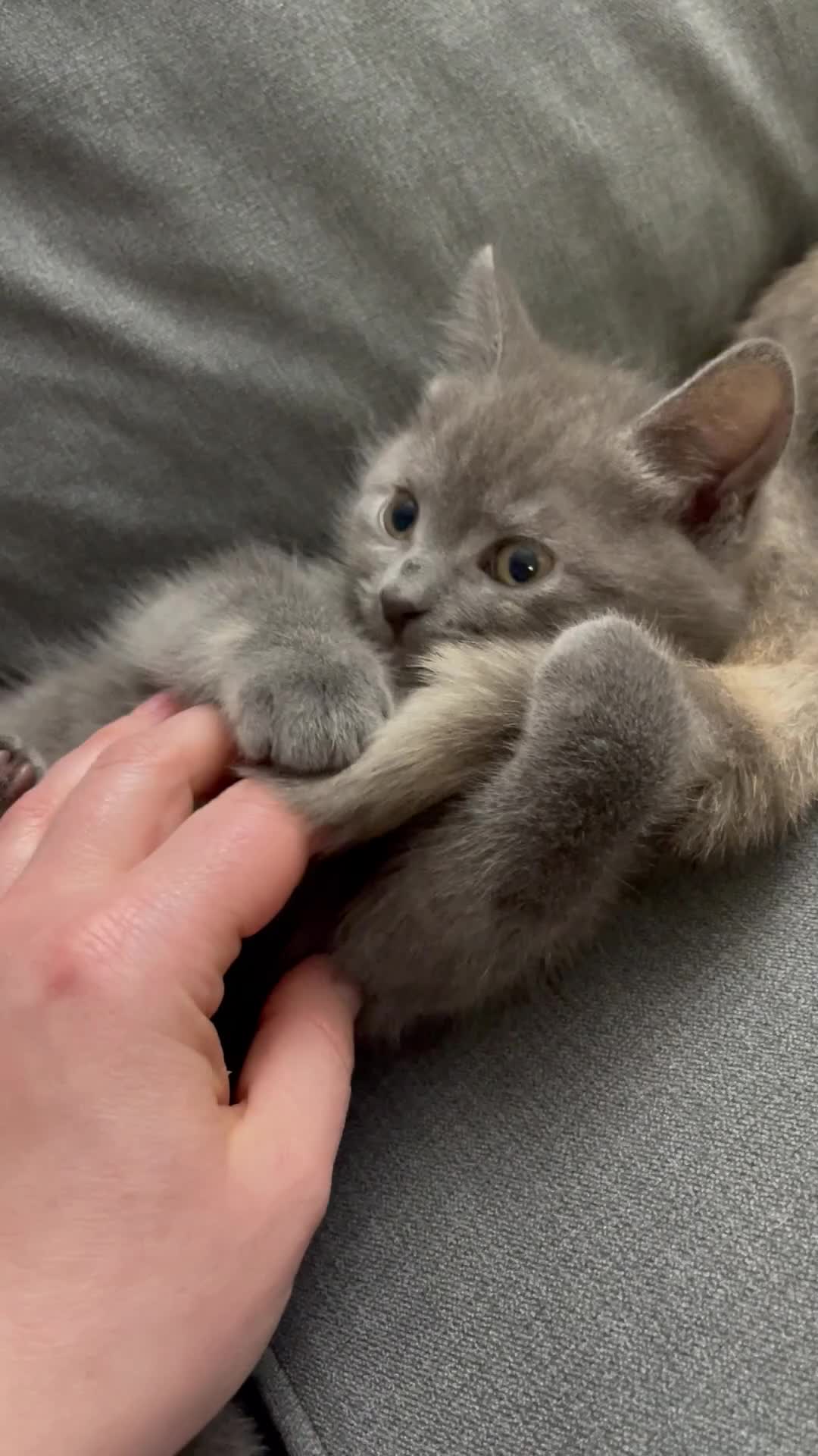 Mixed Breed cats for sale: 3/4 Maine Coon Polydactyl Kittens - Video 2