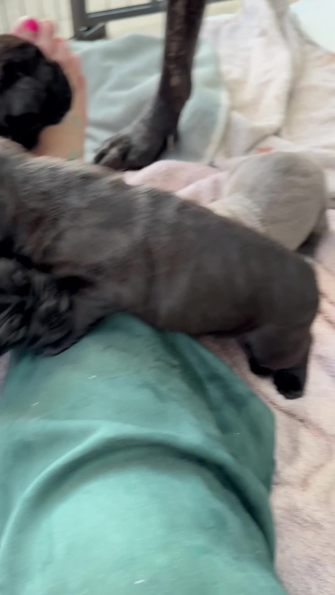 Cane Corso dogs for sale: Cane corso puppies  - Video 1