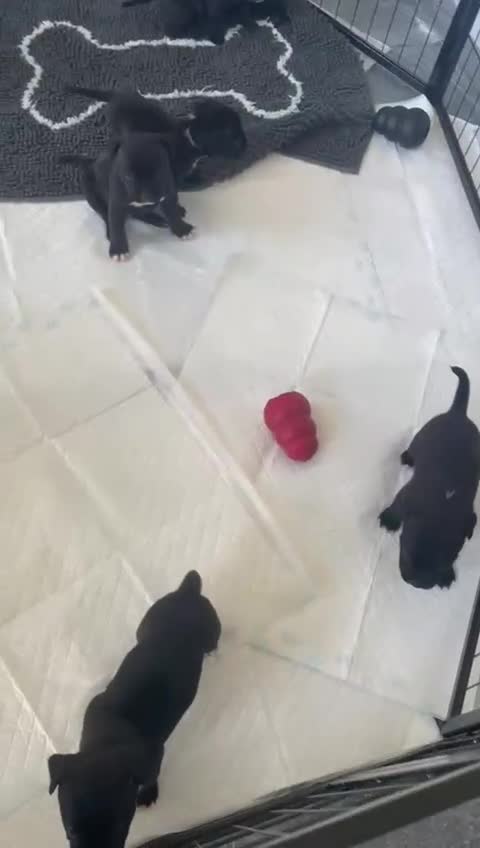 Staffordshire Bull Terrier dogs for sale: 5 Staffordshire bull terrier puppies  - Video 1