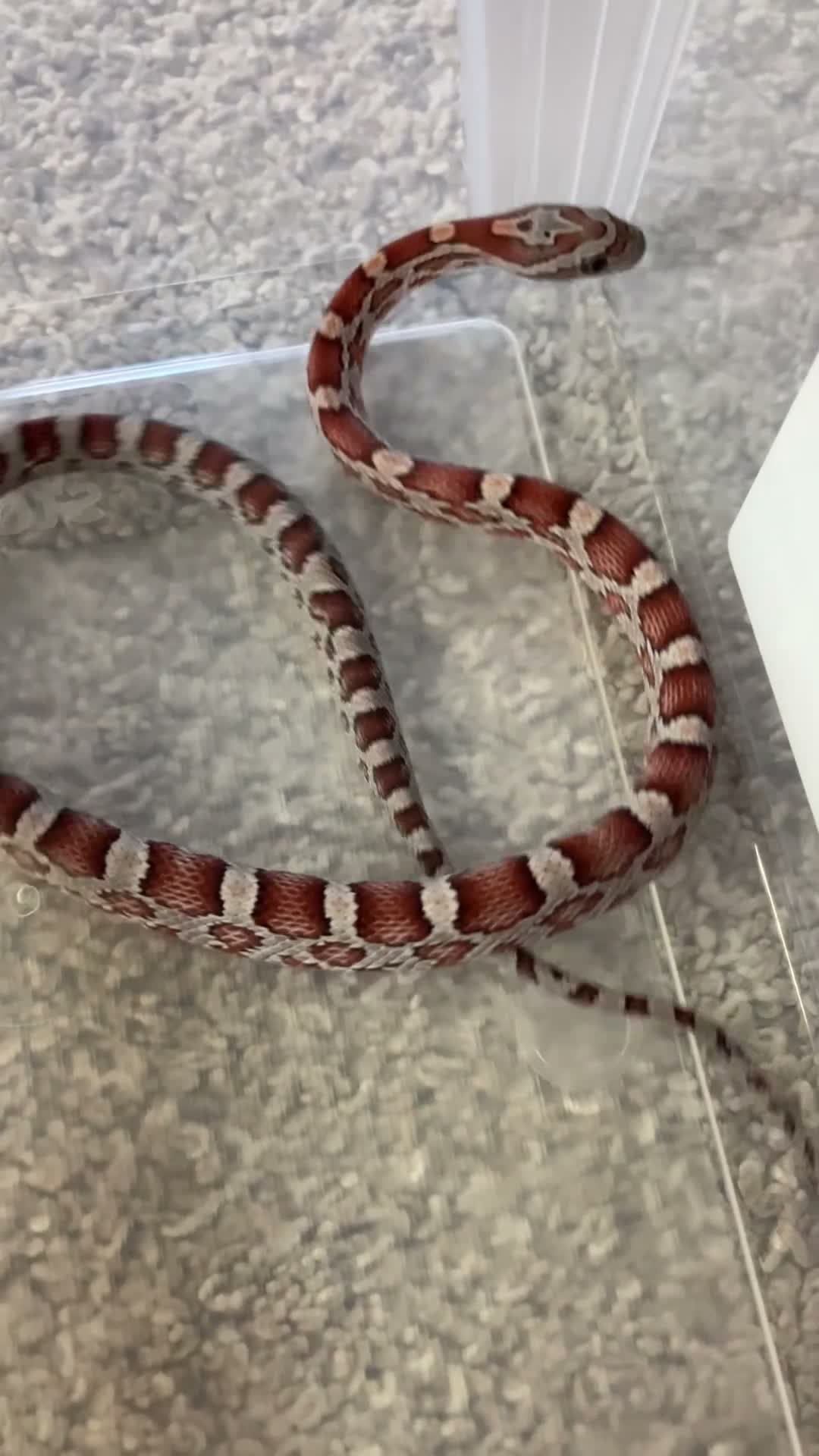 Corn Snake reptiles for sale: Baby Corn Snakes 🐍  - Video 2