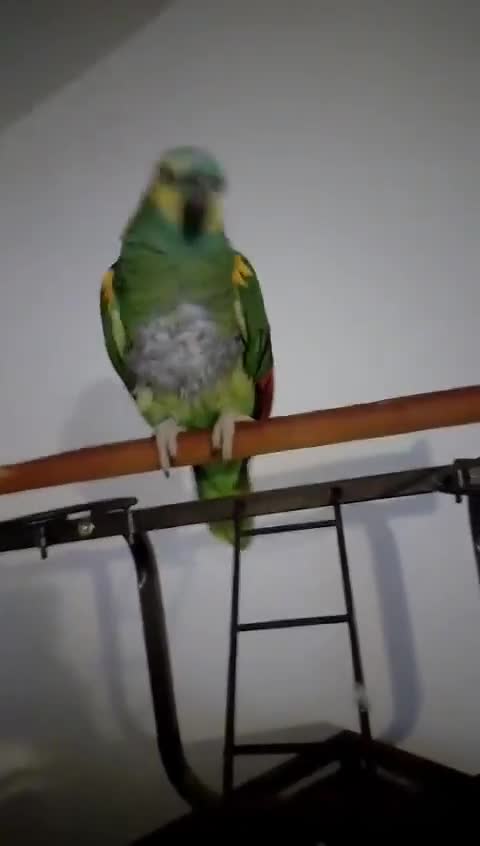 Parrots birds for sale: Blue 20 year old semi tame parrot   in Warrington - Video 1