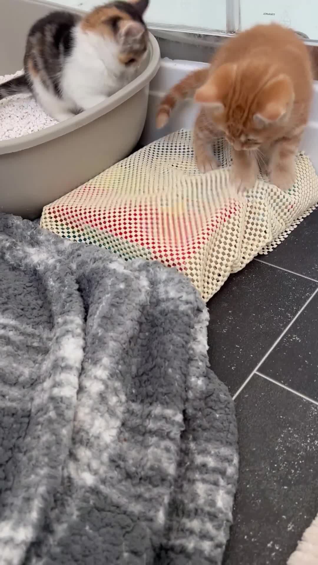 Mixed Breed cats for sale: Filippa’s purr-fect feisty four ❤️❤️❤️❤️ - Video 5