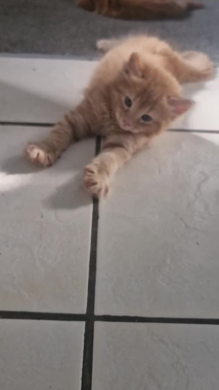 Mixed Breed cats for sale: Playful Cute ginger kittens ready for new homes - Video 2