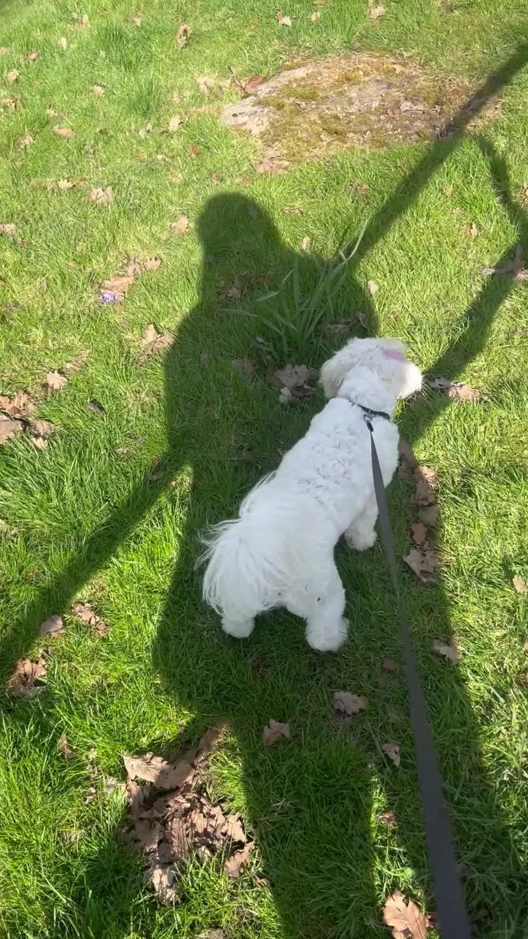 Bichon Frise dogs for stud: Bichon - Video 1