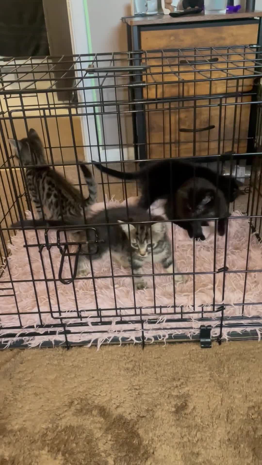 Mixed Breed cats for sale: 4 boys  - Video 1
