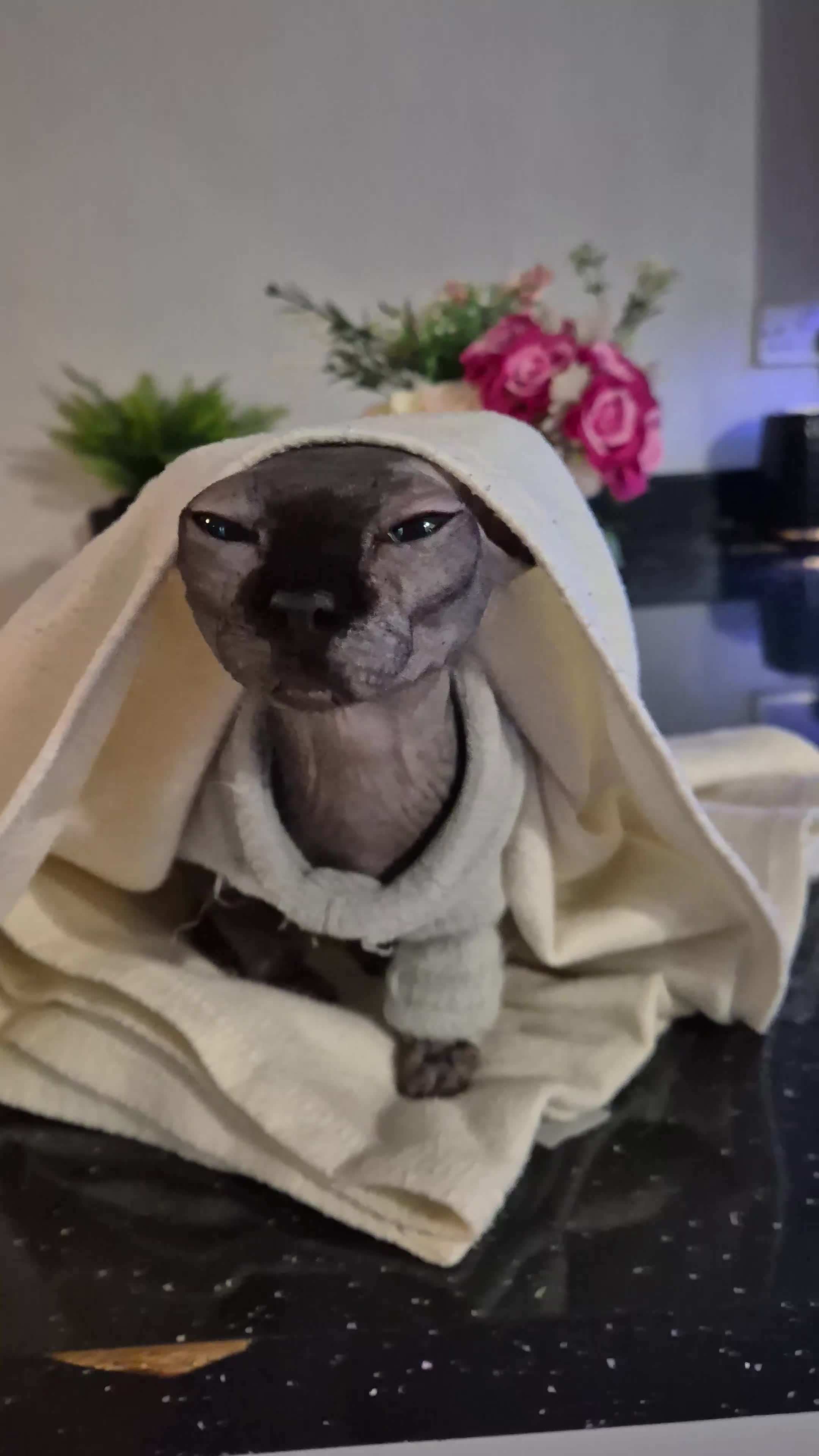 Sphynx cats for sale: Beautiful sphynx looking for experienced home - Video 2