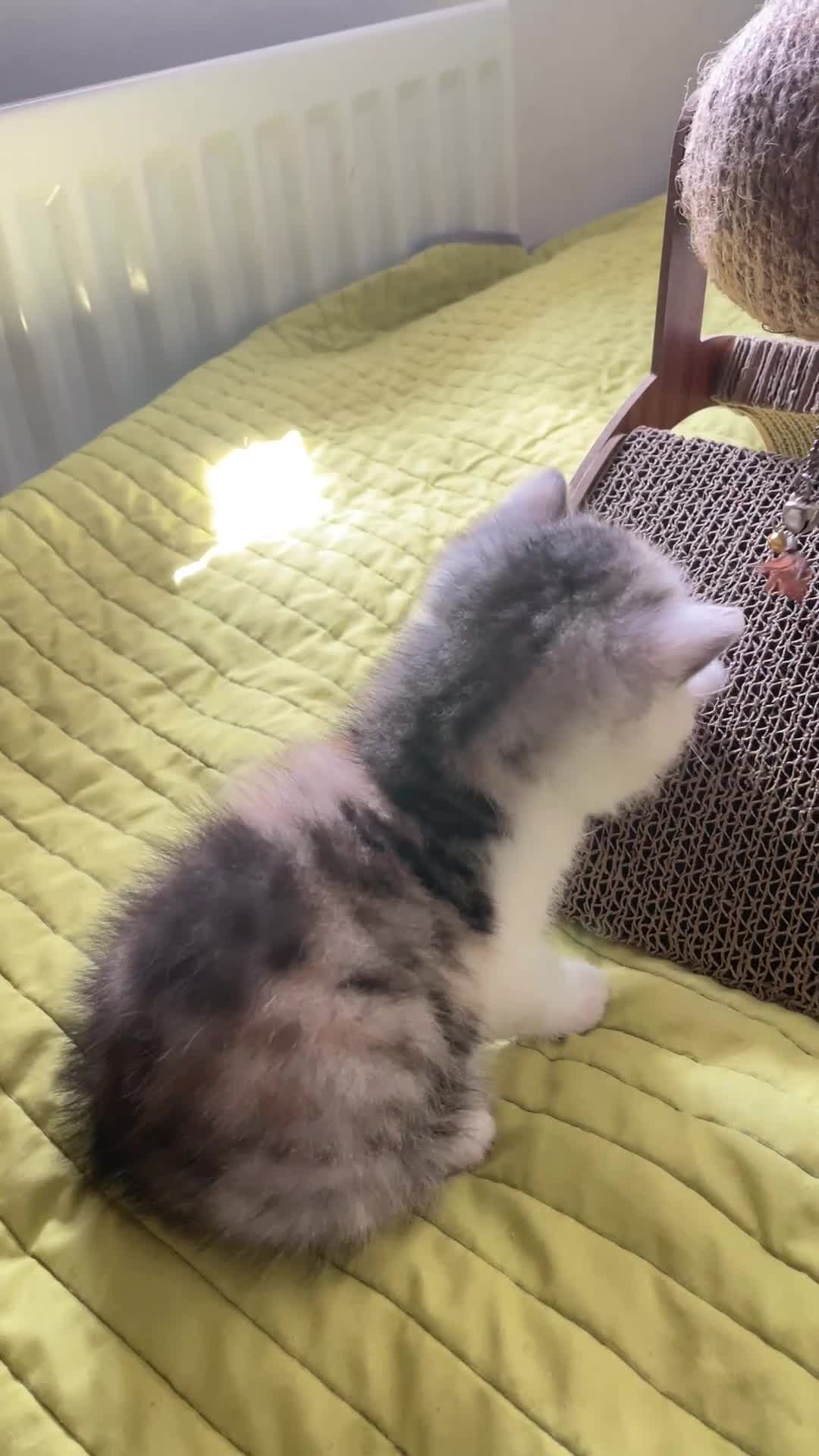 Exotic cats for sale: Gorgeous GCCF reg. kittens from Champions parents  - Video 1
