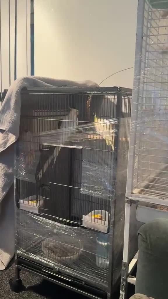 Cockatiels birds for sale: Cockatiels  - Video 5