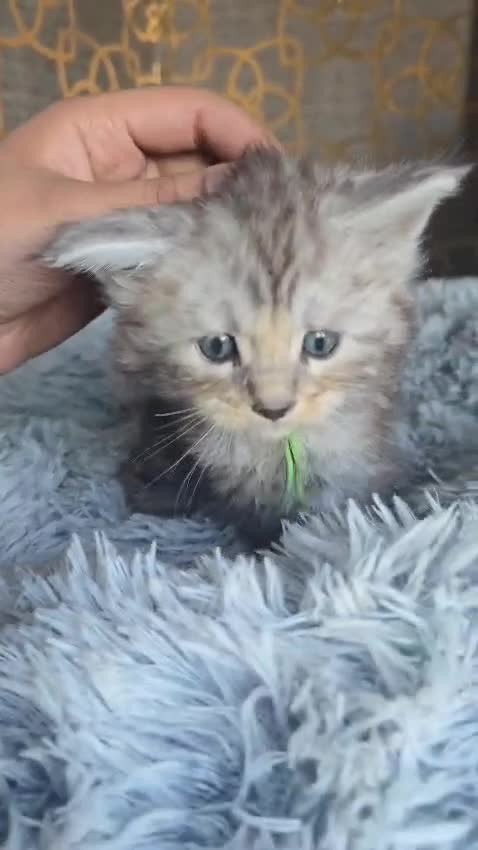 Maine Coon cats for sale: Beautiful mainecoon/polydactol babies  in Liversedge - Video 5