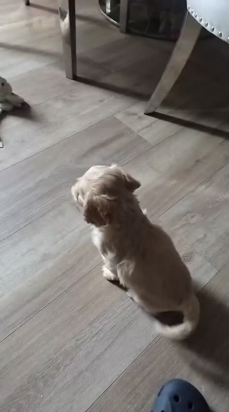 Shihpoo dogs for sale: Shipoos ready to go 1 boy 1 girl  - Video 2
