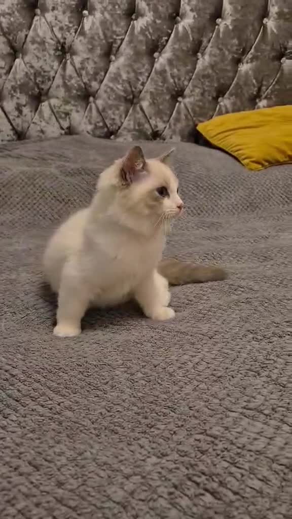 Ragdoll cats for sale: 1 Male Tica Registered Available. Ready Now - Video 4