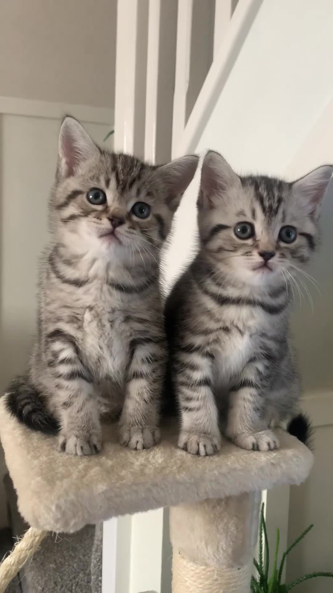British Shorthair cats for sale: **one girl left!*Beautiful silver spotted  tabbies - Video 2