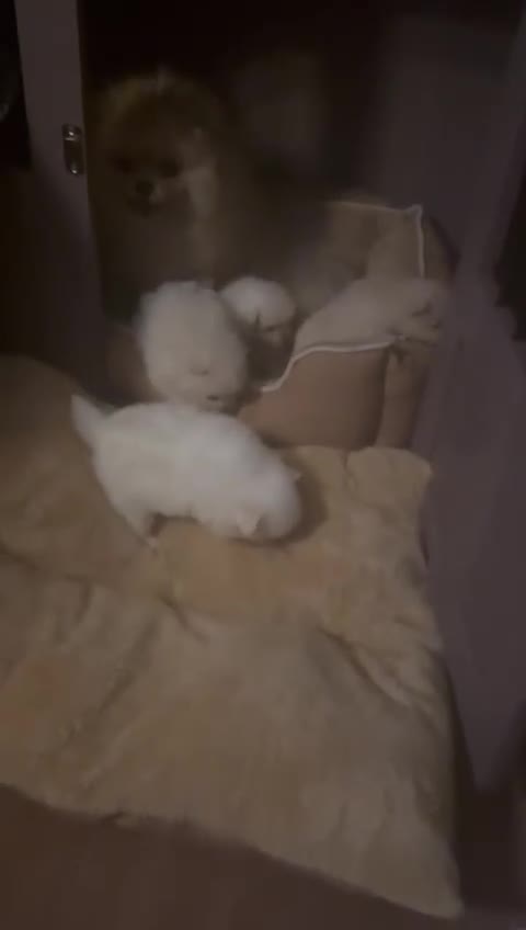 Pomeranian dogs for sale: Pomeranian puppies  - Video 1
